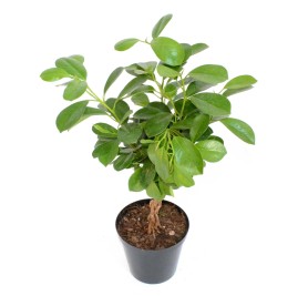 Ficus Microcarpa